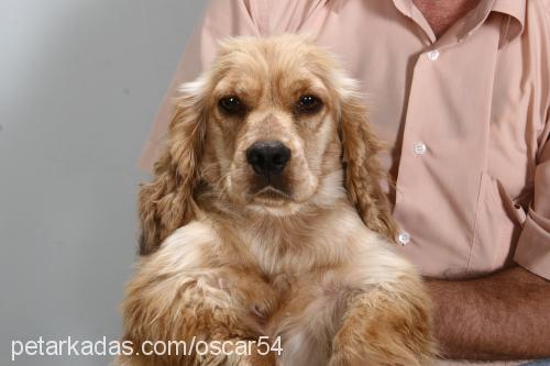 gümüş Dişi Amerikan Cocker Spaniel