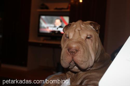 sabrİnabombİ Dişi Çin Shar-Pei