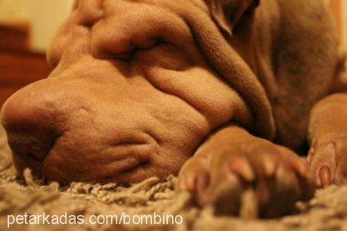 sabrİnabombİ Dişi Çin Shar-Pei