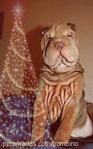 sabrİnabombİ Dişi Çin Shar-Pei