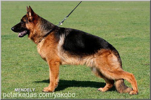 yakobovonathaba Erkek Alman Çoban Köpeği