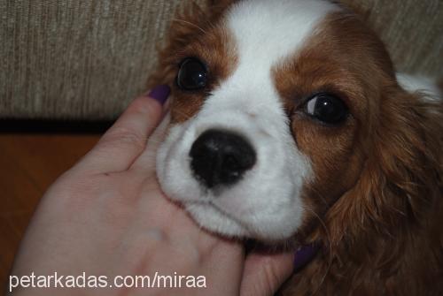 arthur Erkek King Charles Spaniel