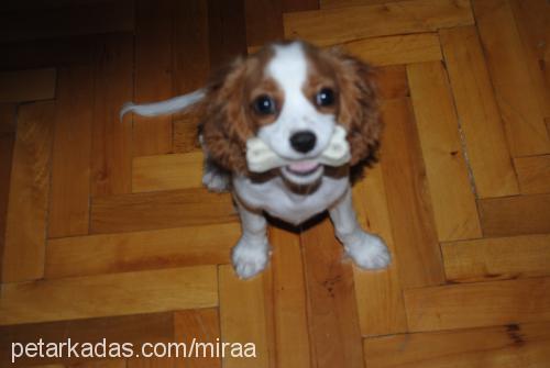 arthur Erkek King Charles Spaniel