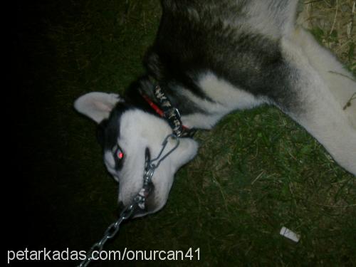 İce Erkek Sibirya Kurdu (Husky)