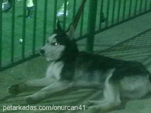 İce Erkek Sibirya Kurdu (Husky)