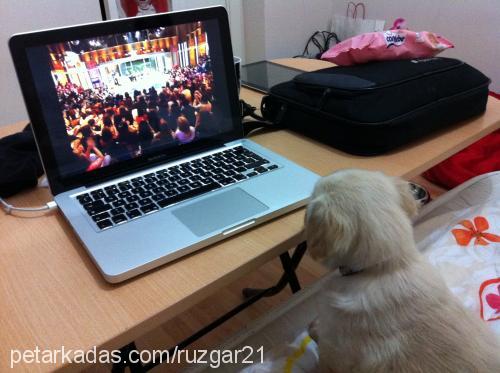 rüzgar Dişi Golden Retriever