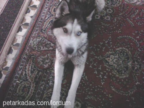 lordum Erkek Sibirya Kurdu (Husky)