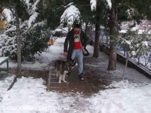 gümüş Erkek Alaskan Malamute