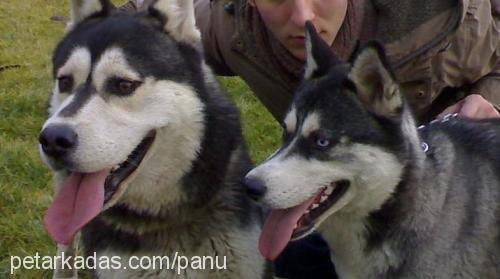 gümüş Erkek Alaskan Malamute