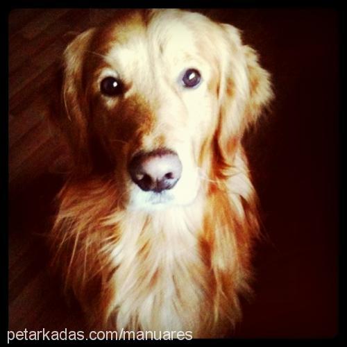 ares Erkek Golden Retriever