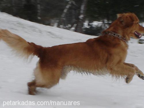 ares Erkek Golden Retriever