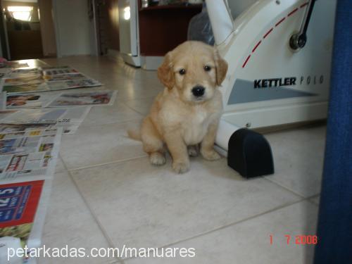 ares Erkek Golden Retriever