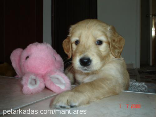 ares Erkek Golden Retriever