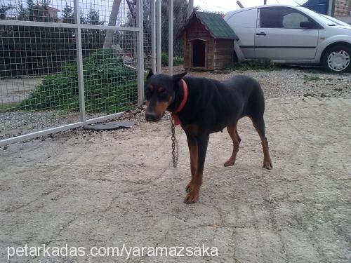 kara Dişi Doberman Pinscher