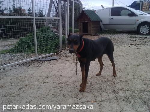 kara Dişi Doberman Pinscher