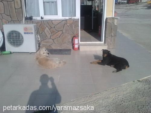 şaka Erkek Golden Retriever