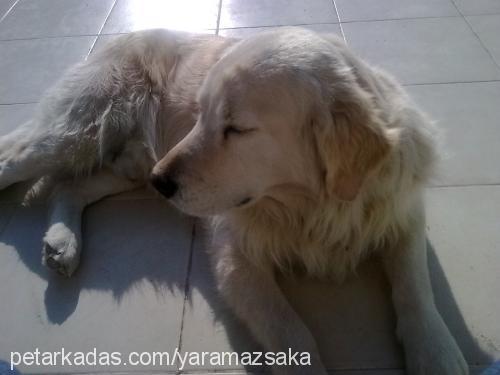 şaka Erkek Golden Retriever