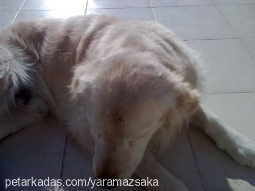 şaka Erkek Golden Retriever