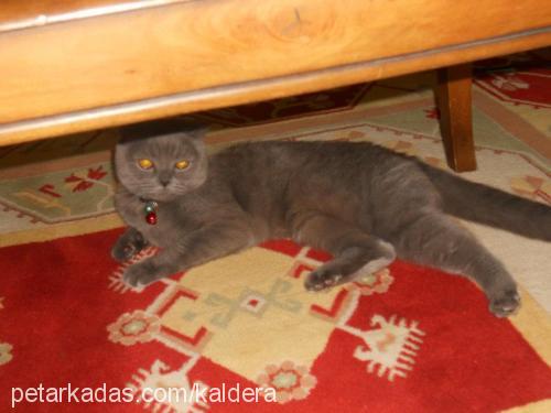 boncuk Dişi Scottish Fold