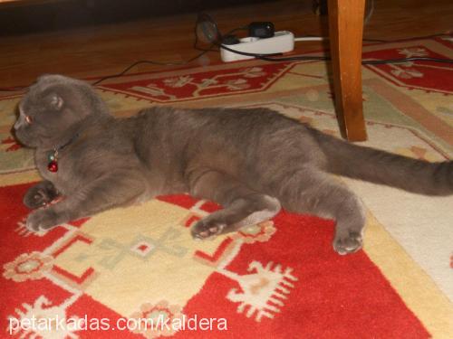 boncuk Dişi Scottish Fold