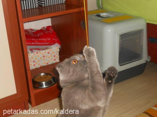 boncuk Dişi Scottish Fold