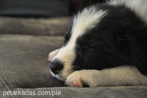 mika Erkek Border Collie