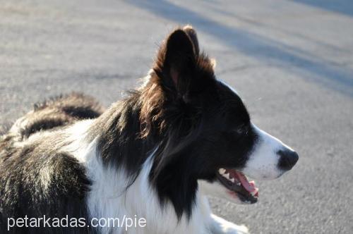 mika Erkek Border Collie