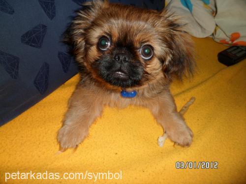 atlas Erkek Pekingese