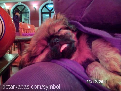 atlas Erkek Pekingese