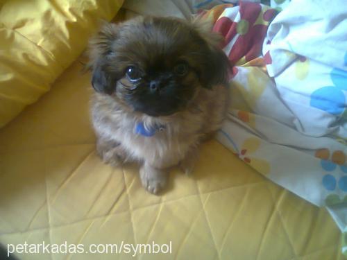 atlas Erkek Pekingese