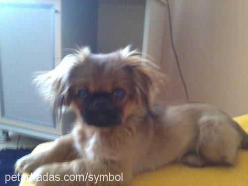 atlas Erkek Pekingese