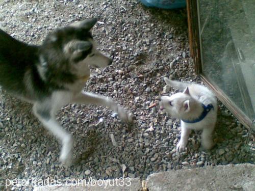 maya Dişi Sibirya Kurdu (Husky)