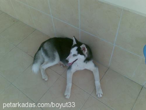 maya Dişi Sibirya Kurdu (Husky)