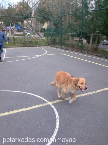 maya Dişi Golden Retriever