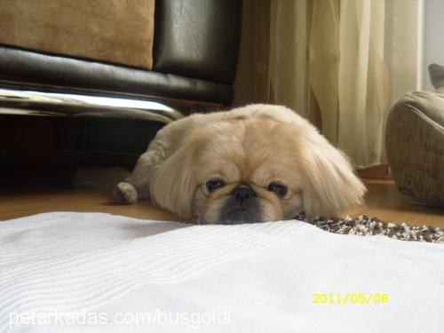 goldi Dişi Pekingese