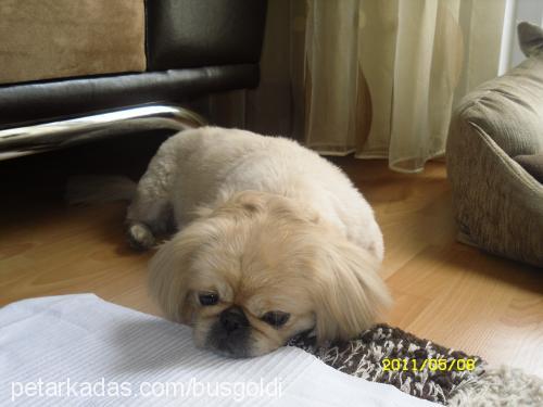 goldi Dişi Pekingese