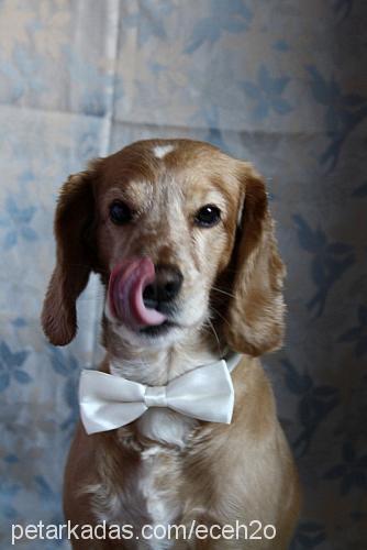 robin Erkek İngiliz Cocker Spaniel