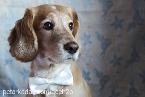 robin Erkek İngiliz Cocker Spaniel