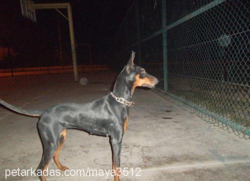 maya Dişi Doberman Pinscher