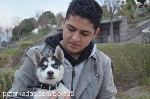 haydut Erkek Sibirya Kurdu (Husky)