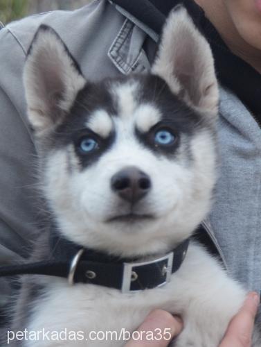 haydut Erkek Sibirya Kurdu (Husky)