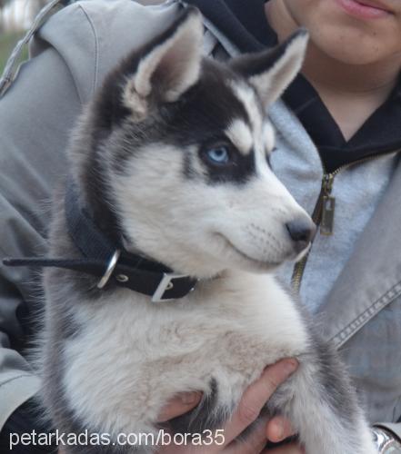 haydut Erkek Sibirya Kurdu (Husky)