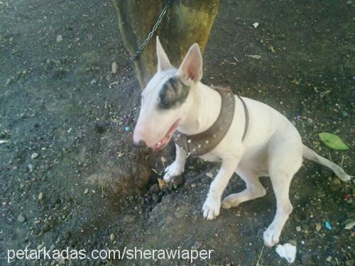 shera Dişi Bull Terrier