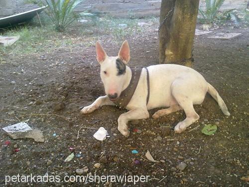 shera Dişi Bull Terrier