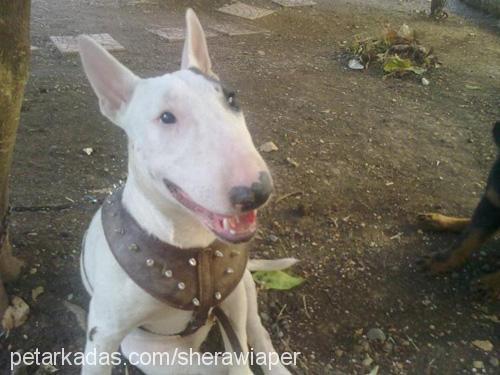 shera Dişi Bull Terrier