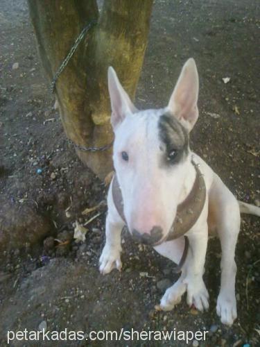 shera Dişi Bull Terrier