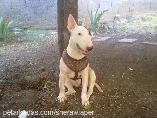 shera Dişi Bull Terrier