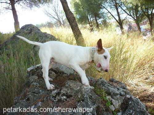 wİaper Erkek Bull Terrier