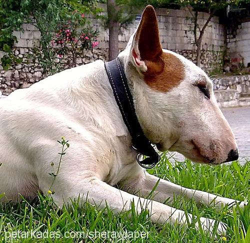 wİaper Erkek Bull Terrier