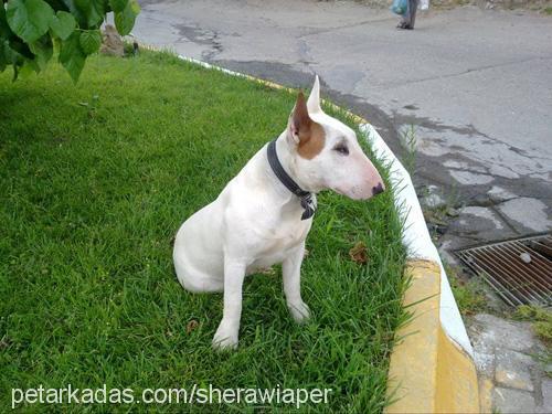 wİaper Erkek Bull Terrier